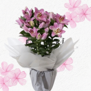Base en delicados lilium