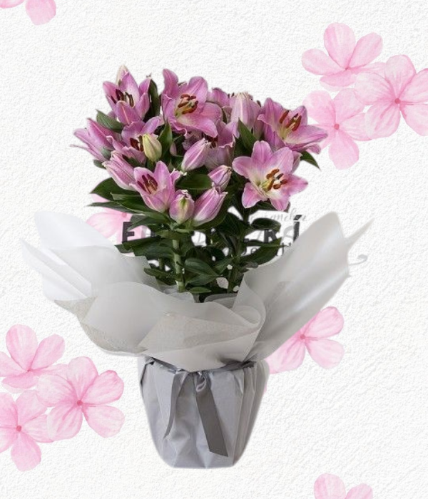 Base en delicados lilium