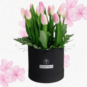 Delicado BOX en tulipanes