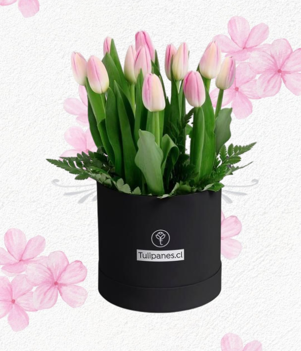 Delicado BOX en tulipanes