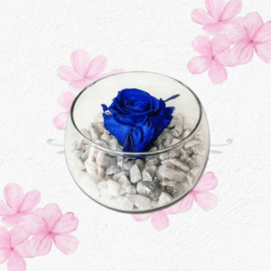 Rosa preservada en pecera