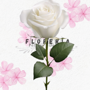 Rosa Importada (BLANCA)