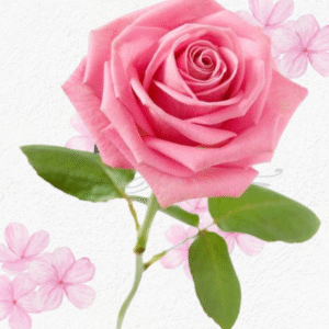 Rosa Importada (ROSADA)