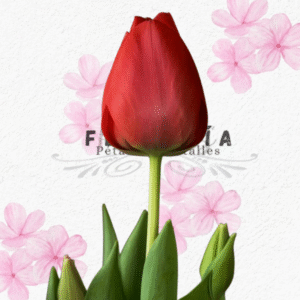 Lindo tulipan para adicional