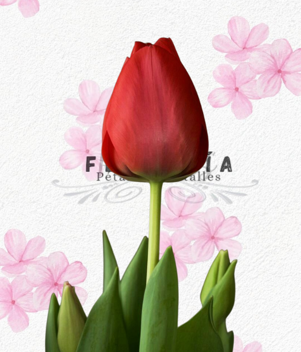 Lindo tulipan para adicional