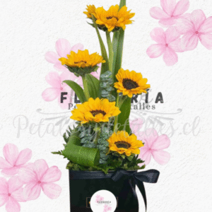 Box cuadrado en 5 maravillas, lindo follaje verde y lazo