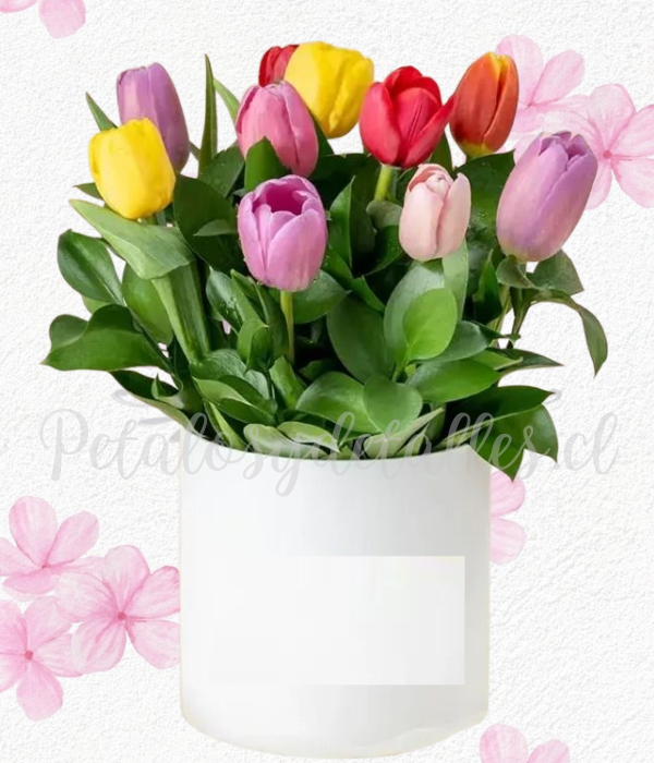 Box cilindro redondo en 10 delicados tulipanes y follaje