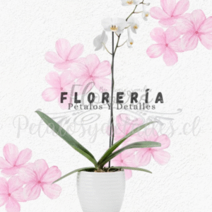 Linda orquídea Tranquilidad en base acrílica blanca