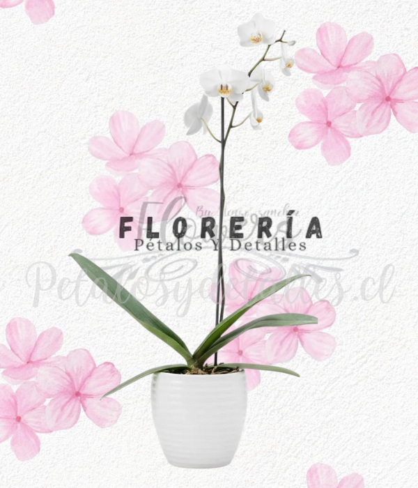 Linda orquídea Tranquilidad en base acrílica blanca