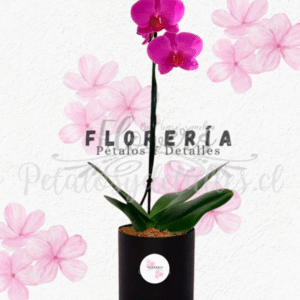 Encantadora orquídea feliz aniversario en box cilindro redondo