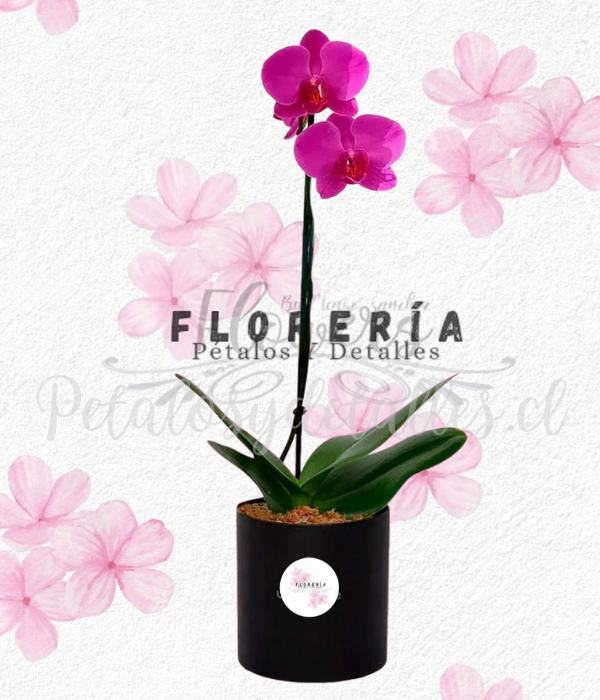 Encantadora orquídea feliz aniversario en box cilindro redondo