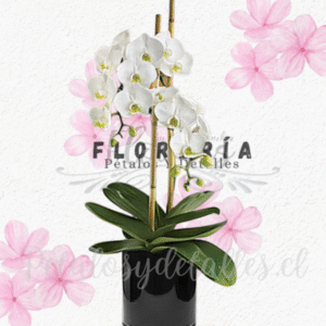 Elegante orquídea para regalar en cualquier ocasión