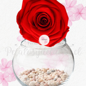 Rosa preservada eterna rojo claro, pecera y piedras