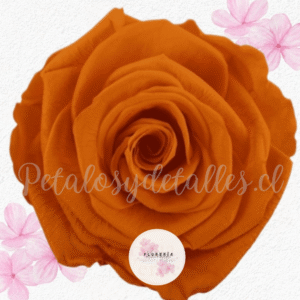 Rosa preservada eterna naranja (Para Adicional)