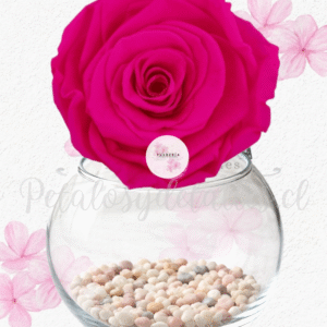 Rosa preservada eterna fucsia, pecera y piedras decorativas