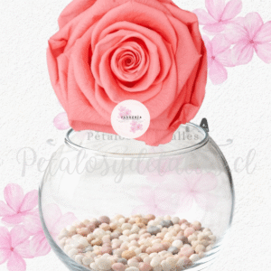 Rosa preservada eterna rosada, pecera y piedras