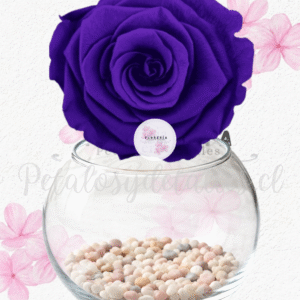 Rosa preservada eterna morada en pecera y piedritas