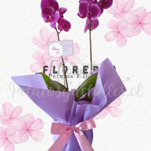 Elegante orquídea en base decorada con papel coreano