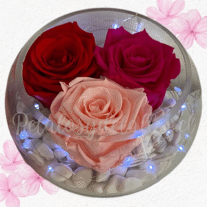 Rosas preservadas eternas, pecera de vidrio y piedras decorativas