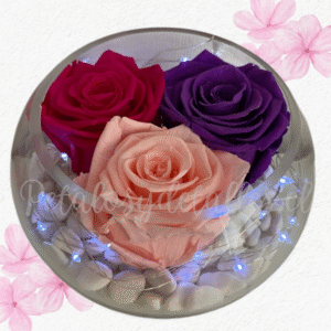 Rosas preservadas eternas, pecera de vidrio y piedras decorativas