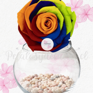 Linda rosita eterna preservada en pecera y piedritas