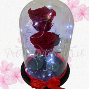 Dos rosa preservadas eternas en cúpula y lucres