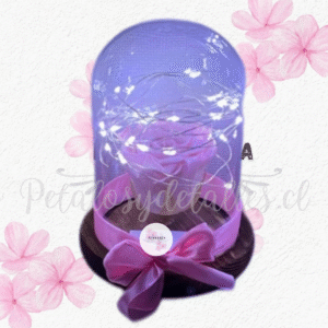 Rosa rosada eterna en cúpula, luces y lindo lazo