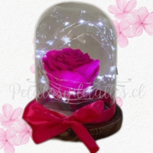 Rosa fucsia preservada eterna en cúpula, luces y lazo