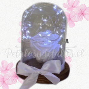 Rosa blanca preservada eterna en cúpula, luces y lazo