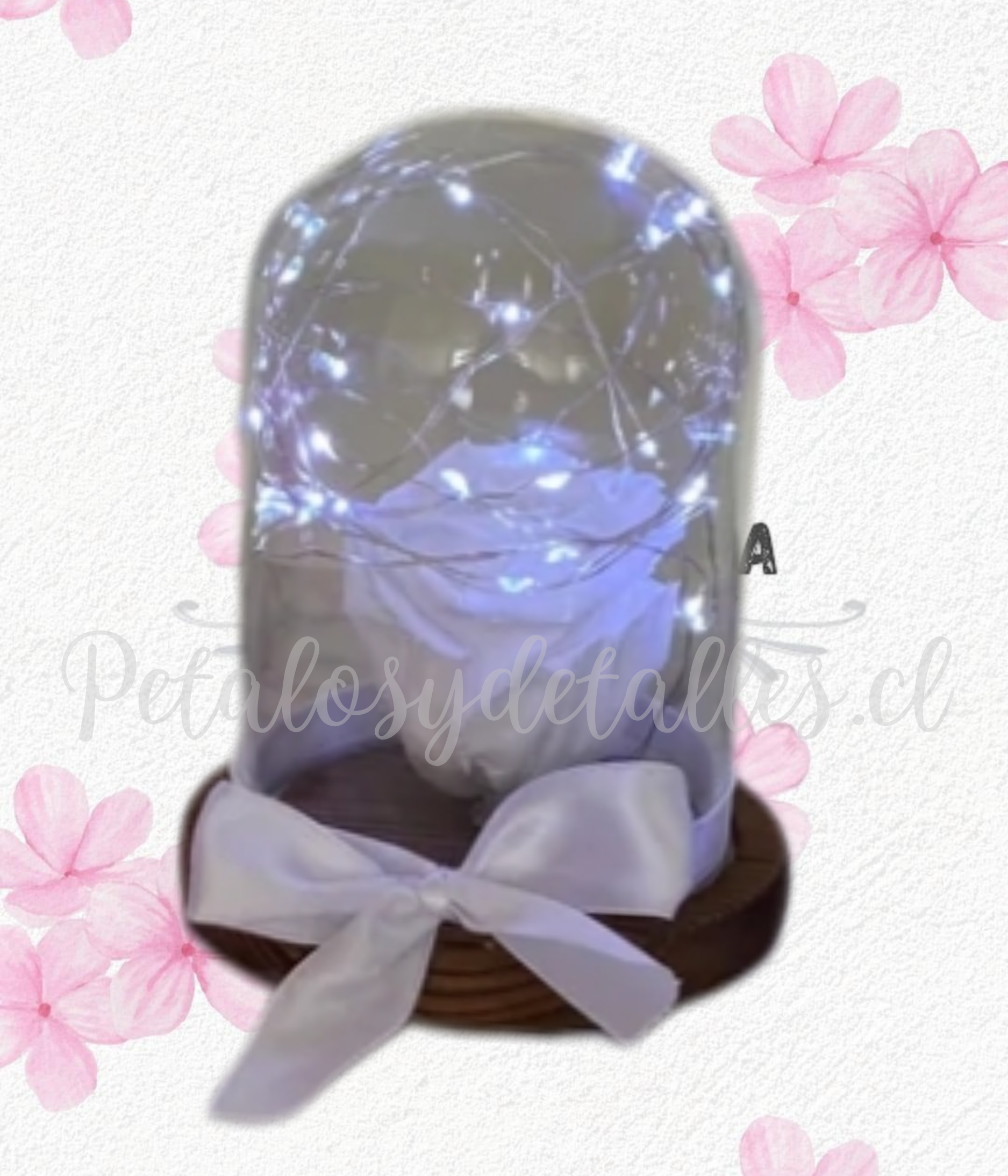 Rosa blanca preservada eterna en cúpula, luces y lazo