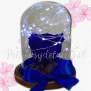 Rosa preservada azul eterna en cúpula, luces y lazo