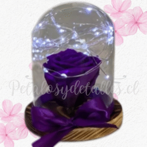 Rosa preservada morada eterna en cúpula, luces y lazo