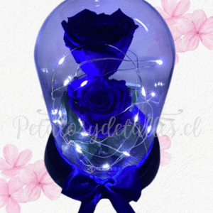 Dos elegantes rosas preservadas eternas en cúpula y luces
