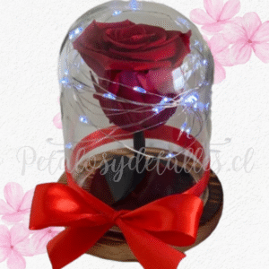 Rosa preservada eterna roja en cúpula, tallo, luces y lazo