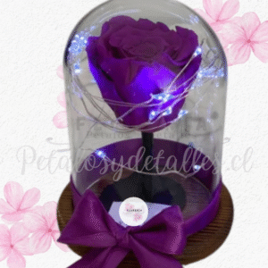 Rosa preservada eterna morada en cúpula, tallo, luces y lazo