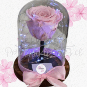 Rosa preservada eterna rosada en cúpula, tallo, luces y lazo