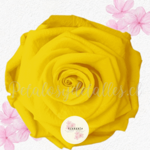 Rosa Amarilla preservada eterna (Para Adicional)