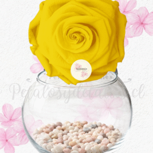 Rosa preservada eterna amarilla en pecera y piedras decorativas