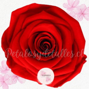 Rosa preservada rojo claro (Para Adicional)
