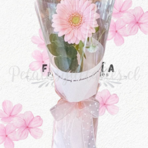 Gerbera decorada tendencia en envoltorio transparente