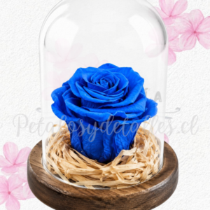 Rosa azul en cúpula mediana y lindo lazo decorativo